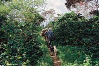 © Copyright Raphael Kessler - Colombia - Campasino horse