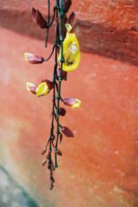 © Copyright - Raphael Kessler - Colombia  - flower
