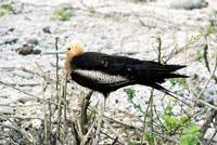 © Copyright - Raphael Kessler 2011 - Ecuador - Galapagos - Beaky bird