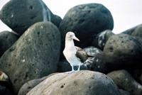 © Copyright - Raphael Kessler 2011 - Ecuador - Blue-footed boobie