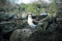 © Copyright - Raphael Kessler 2011 - Ecuador - Blue-footed boobie