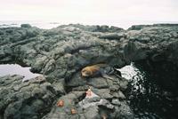 © Copyright - Raphael Kessler 2011 - Ecuador - Galapagos - Crabs and sealions relaxing