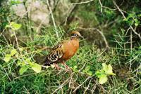 © Copyright - Raphael Kessler 2011 - Ecuador - Galapagos - Darwin finch