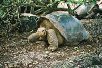 © Copyright - Raphael Kessler 2011 - Ecuador - Galapagos - Giant tortoise walking