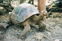 © Copyright - Raphael Kessler 2011 - Ecuador - Galapagos - Giant tortoise walking and neck stretched