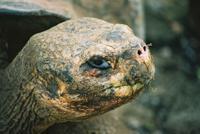 © Copyright - Raphael Kessler 2011 - Ecuador - Galapagos - Giant tortoise head close up