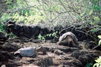 © Copyright - Raphael Kessler 2011 - Ecuador - Galapagos - Giant tortoises