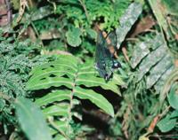 © Copyright - Raphael Kessler 2011 - Ecuador - Banos - Pailon del Diablo - Glass wing butterfly