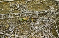 © Copyright - Raphael Kessler 2011 - Ecuador - Galapagos - Black and yellow cricket