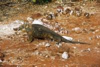 © Copyright - Raphael Kessler 2011 - Ecuador - Galapagos - Land iguana