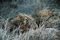 © Copyright - Raphael Kessler 2011 - Ecuador - Galapagos - Land iguana
