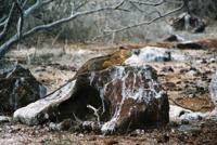 © Copyright Raphael Kessler - Ecuador - Land Iguana Rock