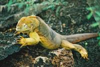 © Copyright - Raphael Kessler 2011 - Ecuador - Galapagos - Yellow land iguana