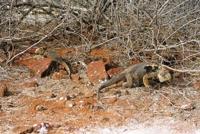 © Copyright - Raphael Kessler 2011 - Ecuador - Galapagos - Land iguana