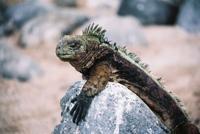 © Copyright - Raphael Kessler 2011 - Ecuador - Galapagos - Marine iguana sleeping on a rock
