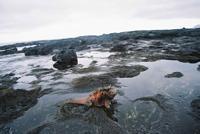 © Copyright - Raphael Kessler 2011 - Ecuador - Galapagos - Marine iguana