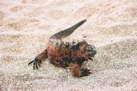 © Copyright - Raphael Kessler 2011 - Ecuador - Galapagos - Marine iguana
