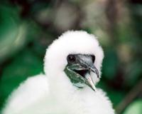 © Copyright - Raphael Kessler 2011 - Ecuador - Masked boobie chick with fro