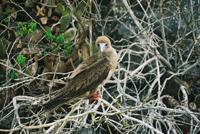 © Copyright - Raphael Kessler 2011 - Ecuador - Red footed boobie