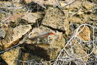 © Copyright - Raphael Kessler 2011 - Ecuador - Galapagos - Red faced lizard