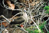© Copyright - Raphael Kessler 2011 - Ecuador - Red footed boobie