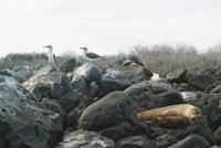 © Copyright - Raphael Kessler 2011 - Ecuador - Galapagos - Boobies and sealions