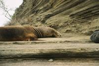 © Copyright - Raphael Kessler 2011 - Ecuador - Galapagos - Sleepy sealion