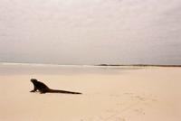 © Copyright - Raphael Kessler 2011 - Ecuador - Galapagos - Marine iguana on the beach