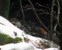 © Copyright Raphael Kessler - French Guiana - Capybara