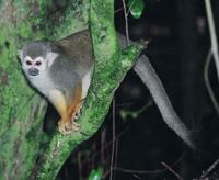 © Copyright Raphael Kessler - French Guiana - Gibbon