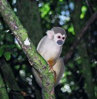 © Copyright Raphael Kessler 2011 - French Guiana - Grey Gibbon