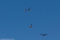 © Copyright - Raphael Kessler 2014 - Argentina - Chubut - condors