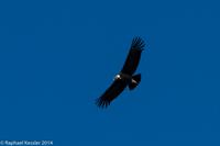 © Copyright - Raphael Kessler 2014 - Argentina - Chubut - condors
