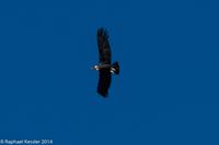 © Copyright - Raphael Kessler 2014 - Argentina - Chubut - condors