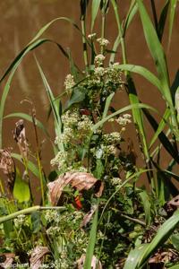© Copyright - Raphael Kessler 2014 - Argentina - Iguazu - Butterfly