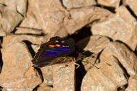 © Copyright - Raphael Kessler 2014 - Argentina - Iguazu - Butterfly