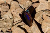 © Copyright - Raphael Kessler 2014 - Argentina - Iguazu - Butterfly