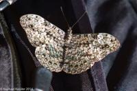 © Copyright - Raphael Kessler 2014 - Argentina - Iguazu - Butterfly