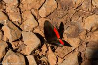 © Copyright - Raphael Kessler 2014 - Argentina - Iguazu - Butterfly