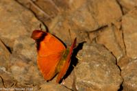 © Copyright - Raphael Kessler 2014 - Argentina - Iguazu - Butterfly