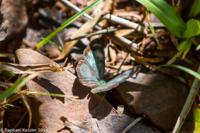© Copyright - Raphael Kessler 2014 - Argentina - Iguazu - Butterfly