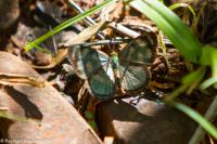 © Copyright - Raphael Kessler 2014 - Argentina - Iguazu - Butterfly