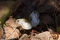 © Copyright - Raphael Kessler 2014 - Argentina - Iguazu - Butterfly