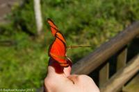 © Copyright - Raphael Kessler 2014 - Argentina - Iguazu - Butterfly