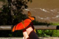 © Copyright - Raphael Kessler 2014 - Argentina - Iguazu - Butterfly