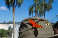 © Copyright - Raphael Kessler 2014 - Argentina - Iguazu - Butterfly