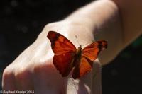 © Copyright - Raphael Kessler 2014 - Argentina - Iguazu - Butterfly