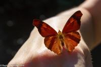 © Copyright - Raphael Kessler 2014 - Argentina - Iguazu - Butterfly