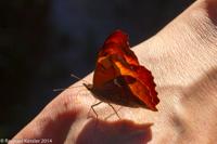 © Copyright - Raphael Kessler 2014 - Argentina - Iguazu - Butterfly