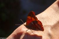 © Copyright - Raphael Kessler 2014 - Argentina - Iguazu - Butterfly